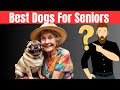 Top 7 Dog Breeds Perfect for Seniors 🐶 | Best Companion Dogs for Elderly Owners