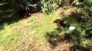 Weka bird walks about Abel Tasman without fear screenshot 5