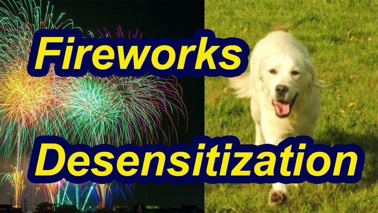 How to desensitize your dog to fireworks YouTube