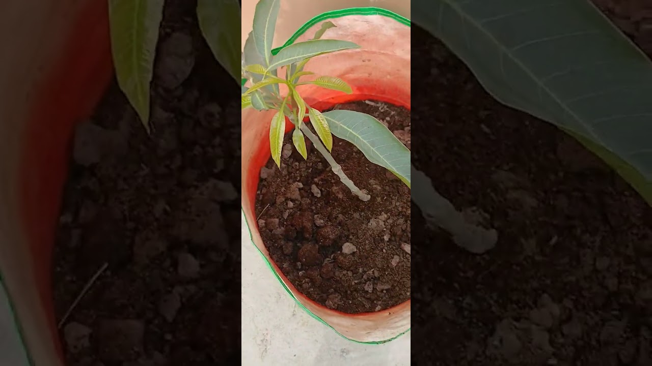 Sunday Gardening Workout - बहुत मेहनत लगती है बागवानी मे - 21 दिसम्बर 2025