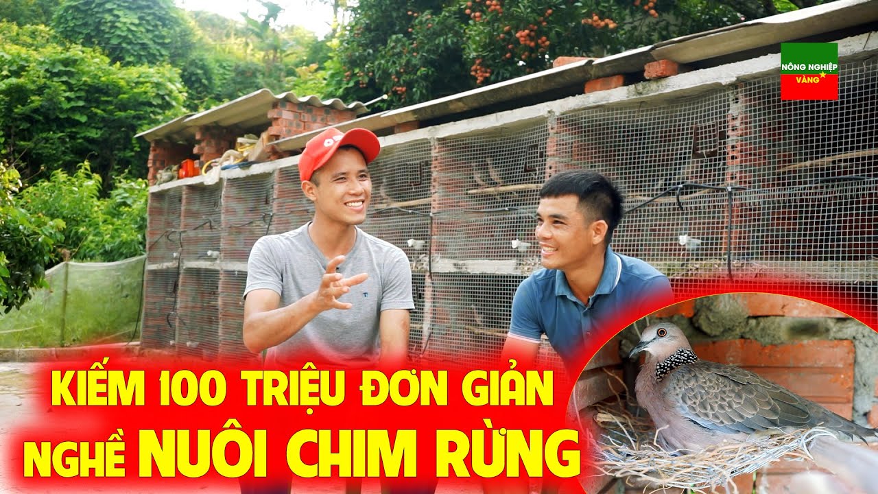 TUYỆT VỜI MÔ HÌNH LÀM GIÀU VỚI NGHỀ NUÔI CHIM RỪNG GIÚP ANH NÔNG DÂN BẮC GIANG KHẤM KHÁ