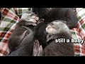【カワウソ赤ちゃん】まだまだ赤ちゃんでした!They are still babies!【特別編】