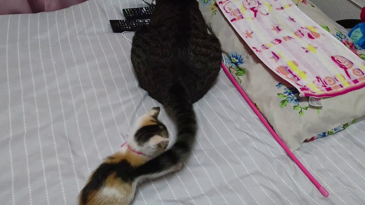 ほとんどのダウンロード 猫 噛む 本気 100 で最高の画像