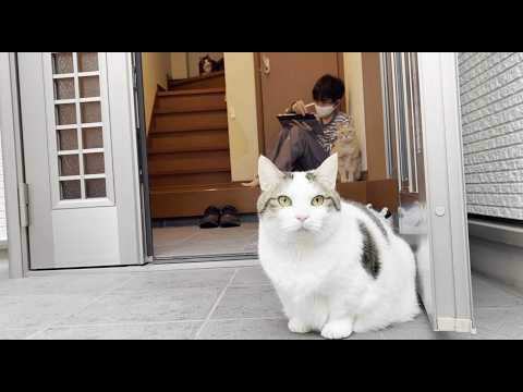 Before I knew it, the cat was sitting next to my son. - YouTube