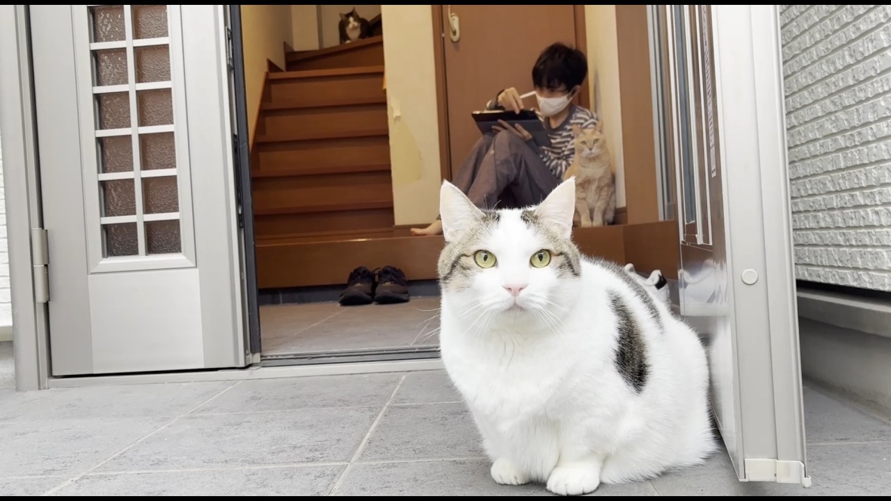 Before I knew it, the cat was sitting next to my son. - YouTube