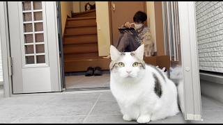 気が付けば息子の横で座ってる猫