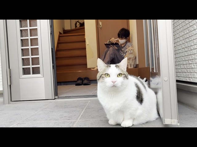 気が付けば息子の横で座ってる猫