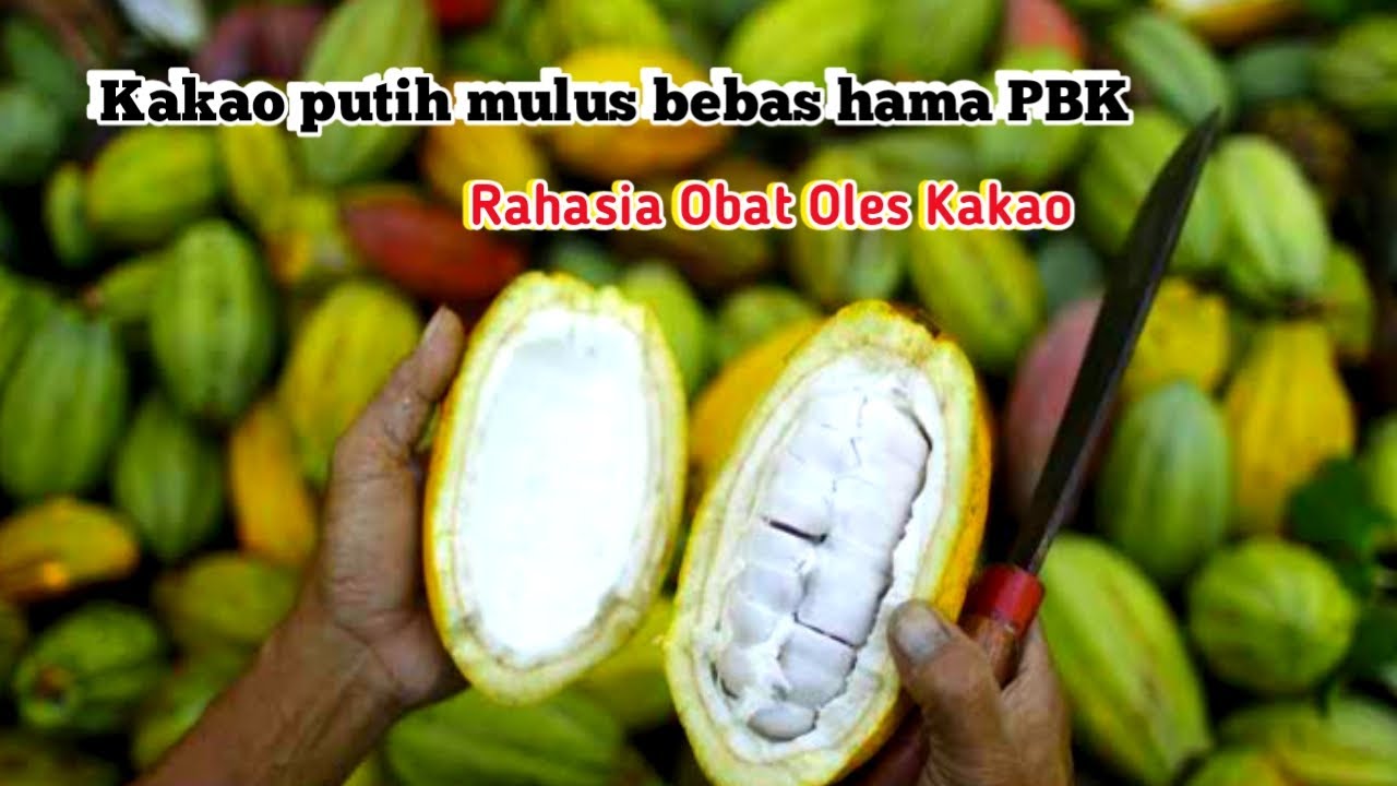 Membuat obat oles kakao