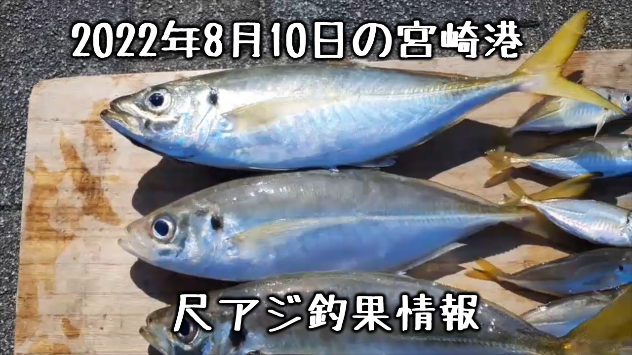 尺アジ タチウオ シーバス ヒラスズキ 22年8月10日の宮崎港 山陰釣り新報