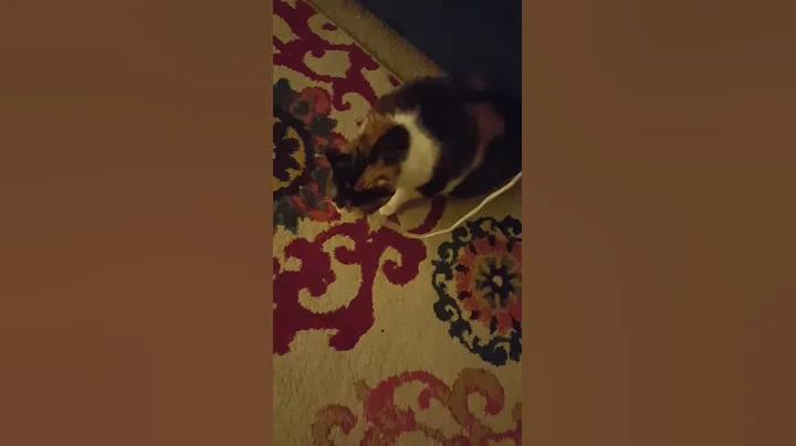 Xena and her shoestring
