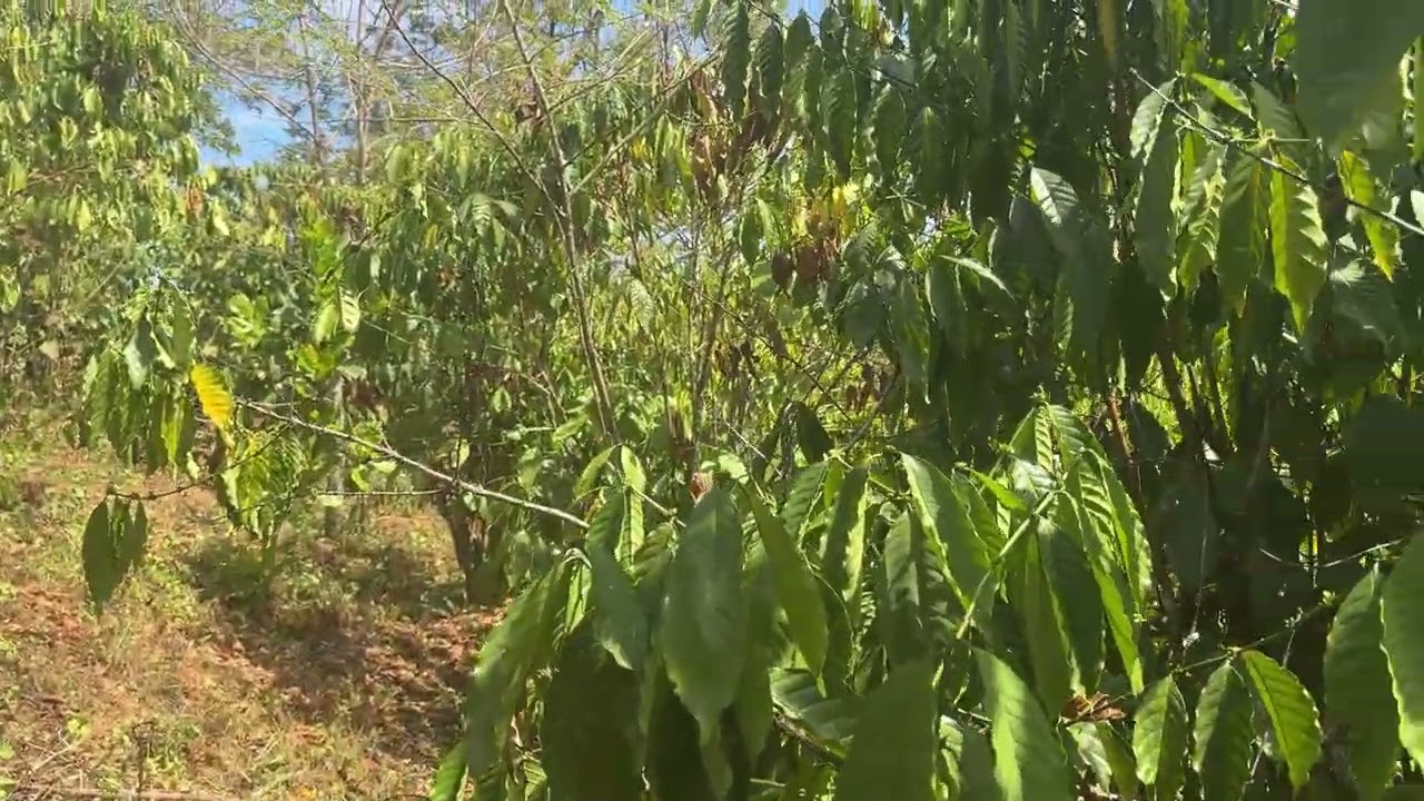 Bán vườn cafe sổ hơn 1ha ngoài 1.5ha ôm 100m mặt đường bê tông bắc Gia Nghĩa Lâm Đồng