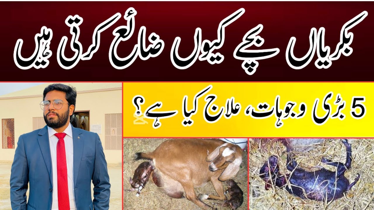 5 Major Reasons of Abortion in Goats || بکریاں بچے کیوں ضائع کرتی ہیں ...