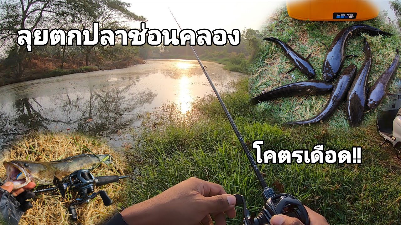 ลุยตกปลาช่อนคลอง โคตรเดือด!! #ตกปลาช่อน #ตกปลาช่อนคลอง #ตกปลาช่อนข้างทาง #ตกปลา 