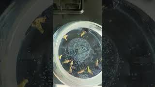 #bluetea #healthy #butterflypeaflowertea #healthyliving