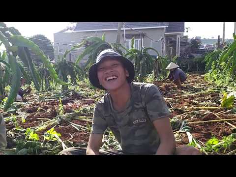 Video Thu hoạch khoai môn sáp cười muốn xỉu. - youtube