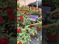Potted Rose Plants Pruning Techniques #Farming #agriculture #garden