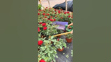 Potted Rose Plants Pruning Techniques #Farming #agriculture #garden