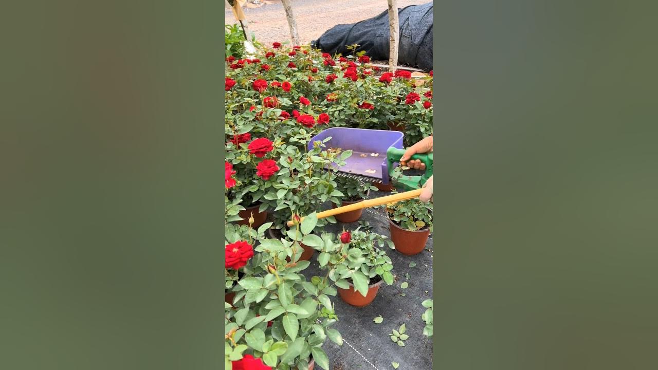 Potted Rose Plants Pruning Techniques #Farming #agriculture #garden Potted Rose Plants Pruning Techniques #Farming #agriculture #garden