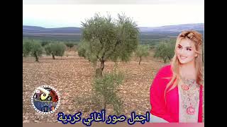 اجمل صور أغاني كردية Simar Naylo Nû Xurfani Resimi