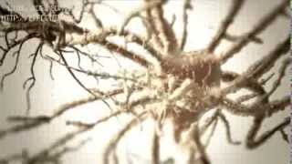 Brain Vitamins Allan Jones Part1   YouTube