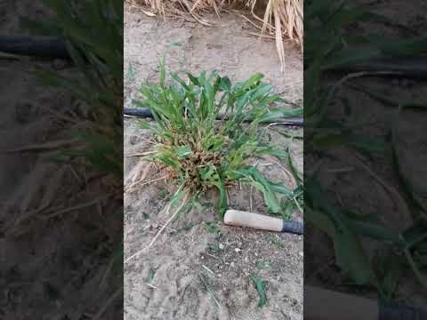 يوميات البط والوز بين البونيكام
