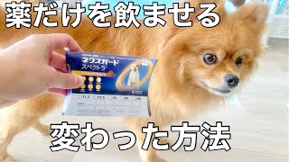 【薬嫌いの犬に飲ませる方法】ご飯に混ぜずに薬を食べさせる/ポメラニアン×チワワのミックス犬/ノミ・マダニの薬