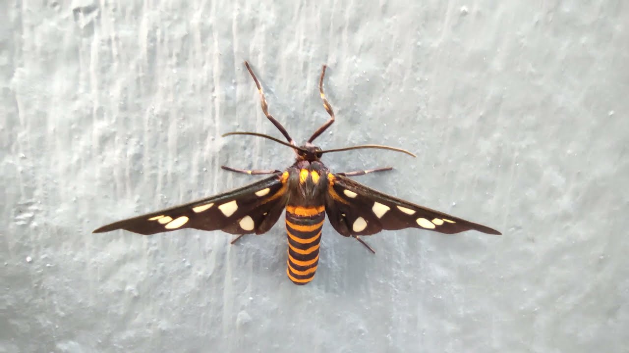 Eressa Insect Macro shot top and bottom view - Domestic Discovery