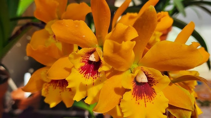 Eplc. Jackie Bright 'Hilo Stars' (Lc. Gold Digger x Epi. randii) : r/orchids