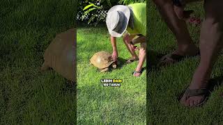 4. Fakta unik kura kura #kurakura #turtle #animalvideos #funfacts #funnyanimals #animals
