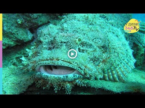 СТРАШИЛИЩЕ ИЛИ САМАЯ ОПАСНАЯ ЯДОВИТАЯ РЫБА-КАМЕНЬ.THE MOST DANGEROUS POISON FISH