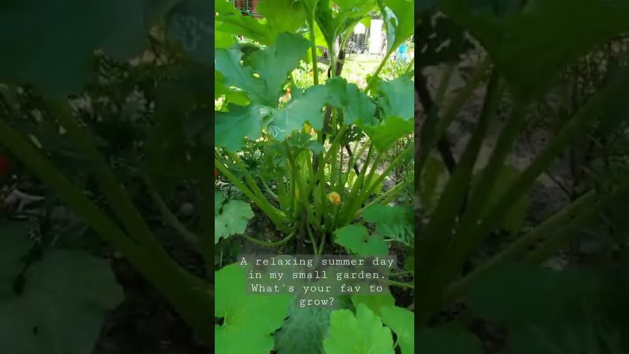 Favorite vegetables to grow in summer season in small garden