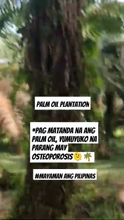 d lang Ikaw ang yumuyuko pag matanda na, pati ang palm oil tree#yamang mindanao#yamang pilipinas