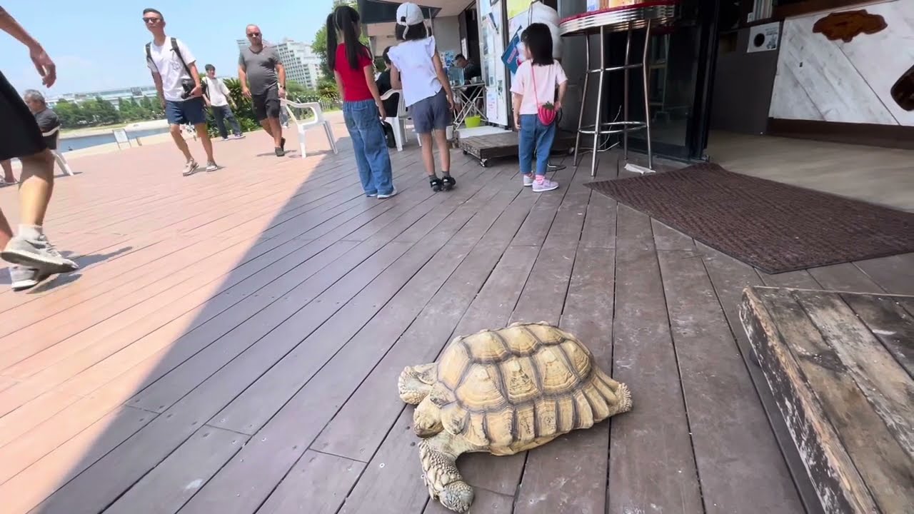 今年のお台場は暑いです。。エサより日陰。。お台場カメGOちゃん
