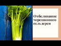 Черешковый сельдерей: посадка, уход, отбеливание.