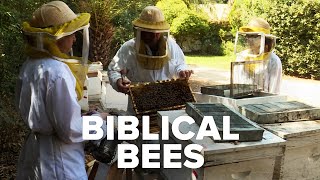 Ancient Bee Hives Discovered from the Town of Prophet Elisha