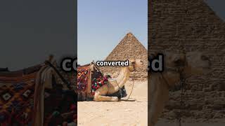 🌵 How Do Camels Survive Without Water? | Amazing Animal Facts for Kids!  #facts #smartypantsdoodle