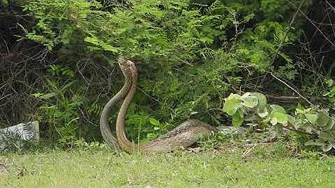 Rat snakes mating
