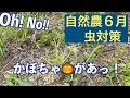 【自然農6月】虫対策・さつまいもの苗の作り方・タマネギ、じゃがいも、えんどう豆の収穫