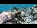 Maldives part 7: Filefish Pufferfish & Porcupinefish