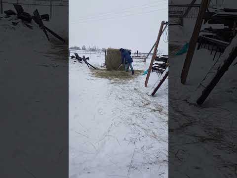 рулон сена - YouTube