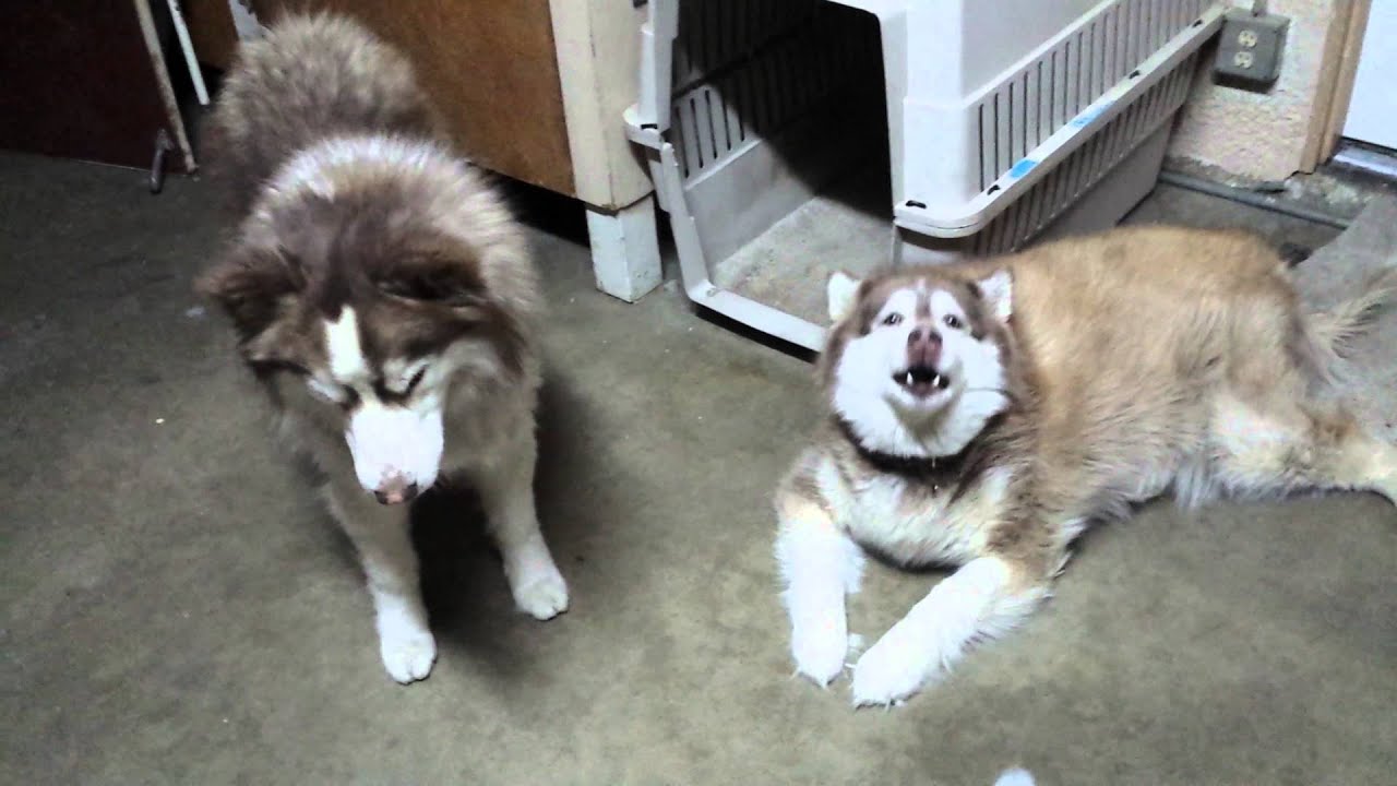 Our dogs howl to squeaky toy YouTube
