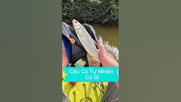 Câu cá tự nhiên ở suối có gì #fishing #caucathugian #cauca #câucá #fish
