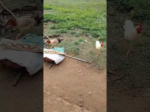 Kunto Maniya Kalanthu Kudo Diii