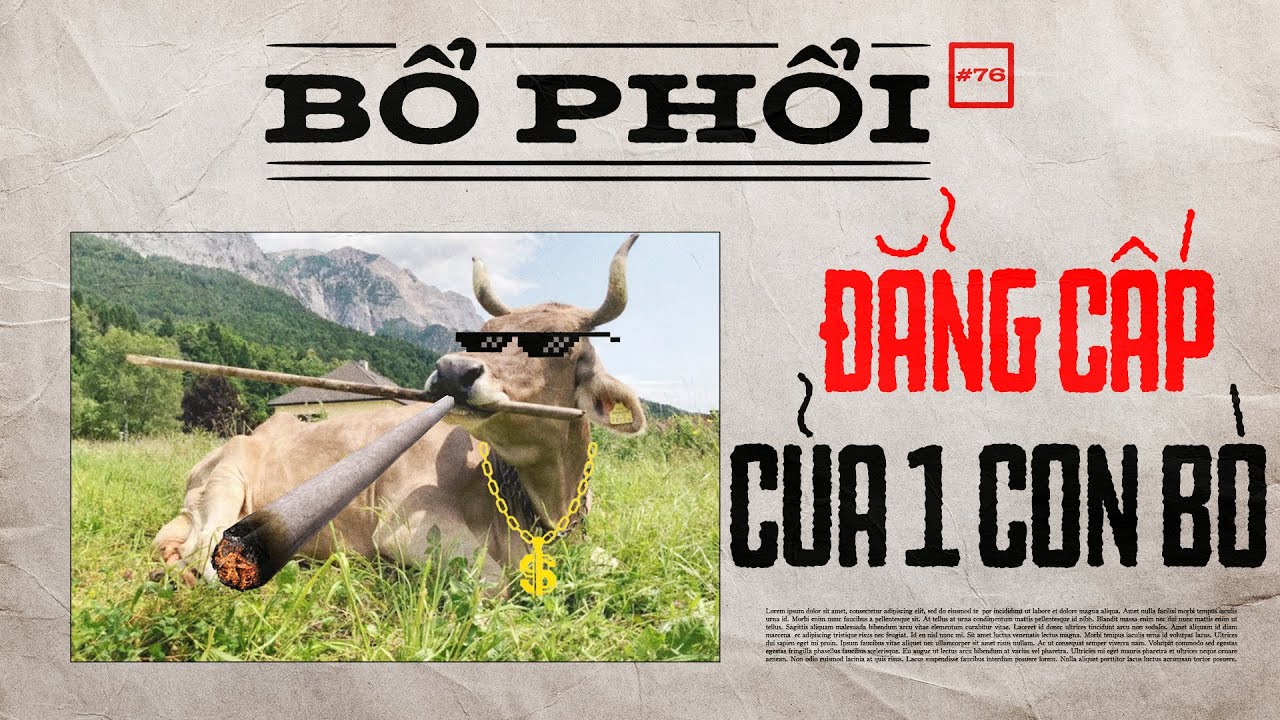 Đẳng Cấp Của Một Con Bò |Bổ Phổi 76