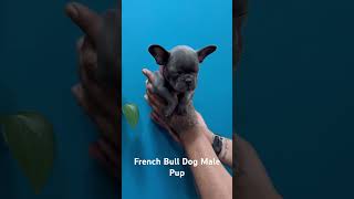 Blue French BullDog Puppy in Dubai | French BullDogs | Pets | Puppies | french bulldogs