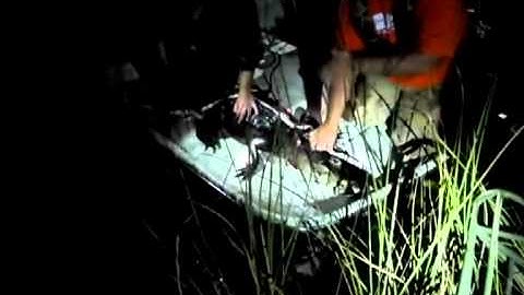 US scientists recruit crocodiles to save wetlands