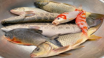 Kem Chanel xuống ao bắt được: con cá, cá chép, cá chuối, cá chim, con vịt, cá vàng thả vào bể bơi