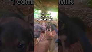 😩still I believe 💔kindness is real#PetCare #staykind #Hopeful #fypシviral