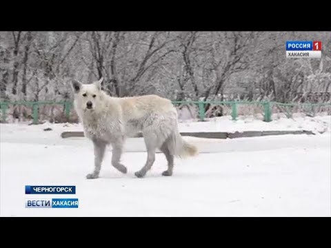 Черногорску на решение проблемы с бродячими собаками выделены деньги. 24.01.2019