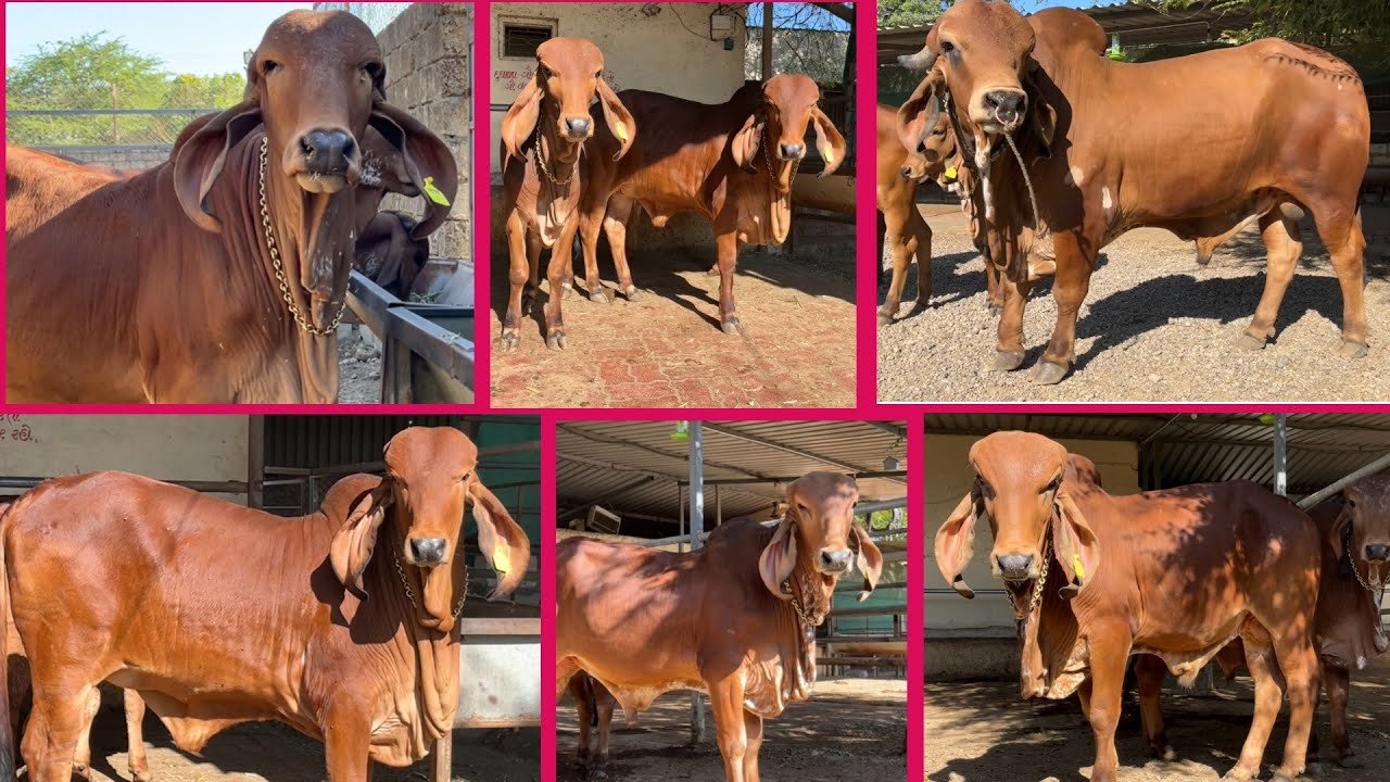 Shree Muralidhar gir gaushala roghada (Ashok bhai ahir) (part-2) #cows #gaushala #goumata #animal
